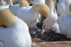 northern-gannet-2822767_1920