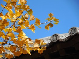 ginkgo-208272_640