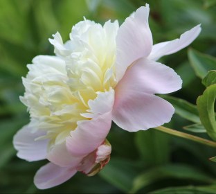 peony-1436239_1920