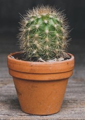 cactus-ge9c68331a_1920